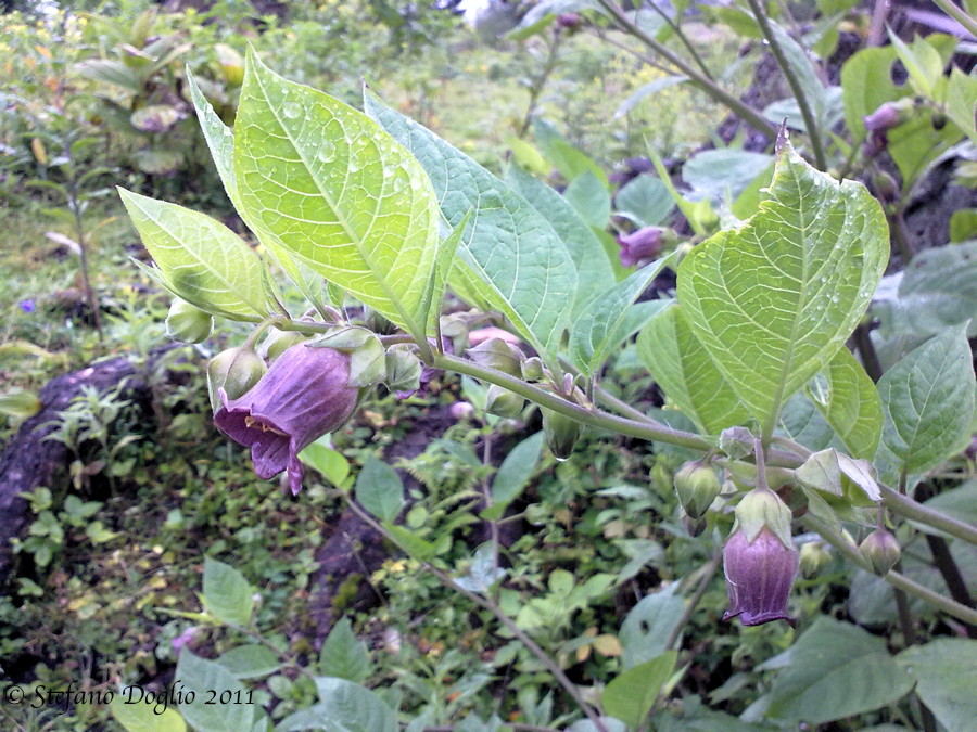 Atropa bella-donna / Belladonna
